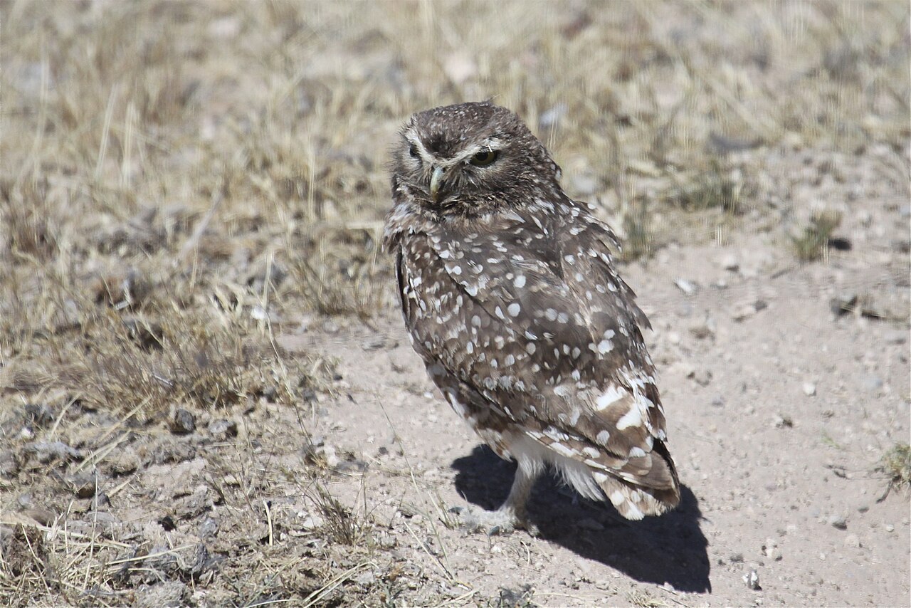 A burrowing owl standing at the edge of its burrow