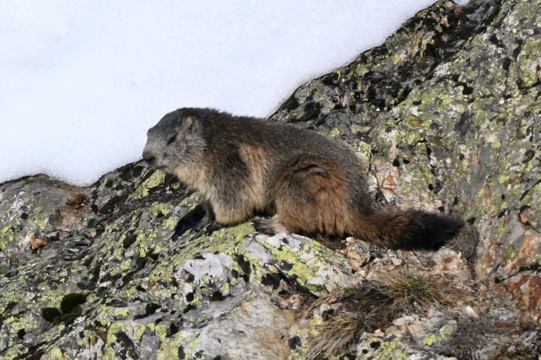 A yellow-bellied marmot perched on rocks in the mountains
