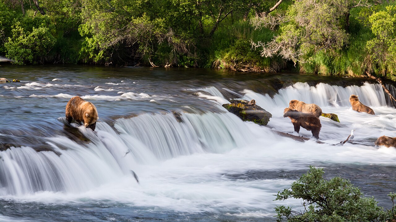 A brown bear fishing for salmon at Brooks Falls in Katmai National Park, Alaska