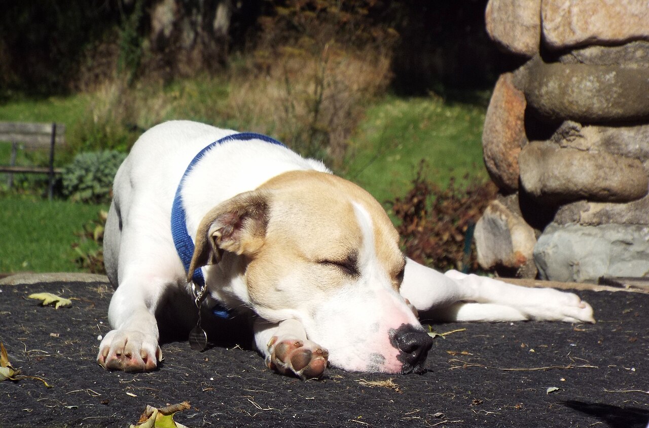 A white and tan dog asleep in the autumn sun